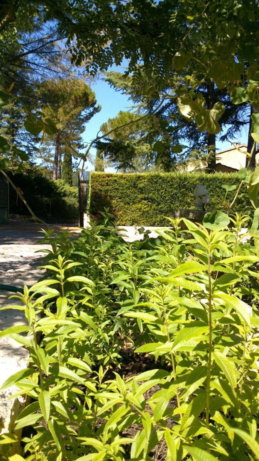 Les Verveines De Vaison Vaison-la-Romaine Exterior foto